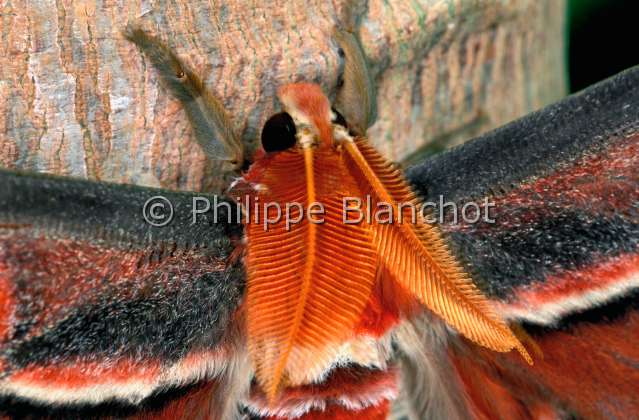 Attacus atlas male.JPG - Attacus atlas  (Portrait)Atlas maleAtlas mothLepidoptera - SaturniidaeInde